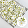 SF1008 Begonia Soapbud Soap Flower 40pcs